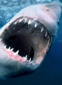 《海洋捕食者》纪录片：揭秘深海生存法则，感受残酷又迷人的生命力！